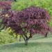 Erable du Japon ou Acer palmatum Bloodgood