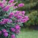 Mini Buddleia Davidii Tiny Buddy ® Hot Pink Condappin ou arbre à papillons