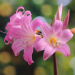 Amaryllis Belladonna ou Lis de Jersey