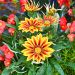 Gazania Red Stripe