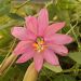 Passiflore exoniensis