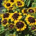 Rudbeckia annuel nain Spotlight
