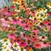 Rudbeckia Cheyenne Spirit ou Echinacea