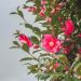 Camellia sasanqua Cleopatra, Camélia d'automne
