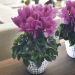 Maxi cyclamen HD Lavande