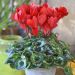 Maxi Cyclamen Rouge Rebelle