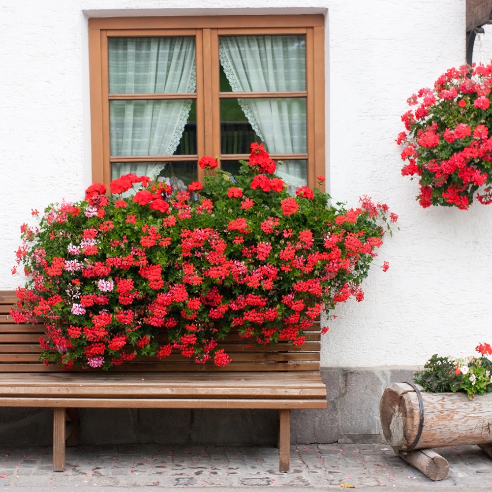 G&eacute;ranium fenetre