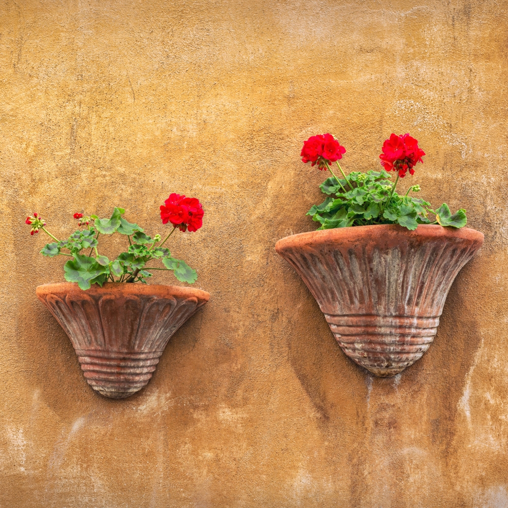 g&eacute;ranium applique sur mur 