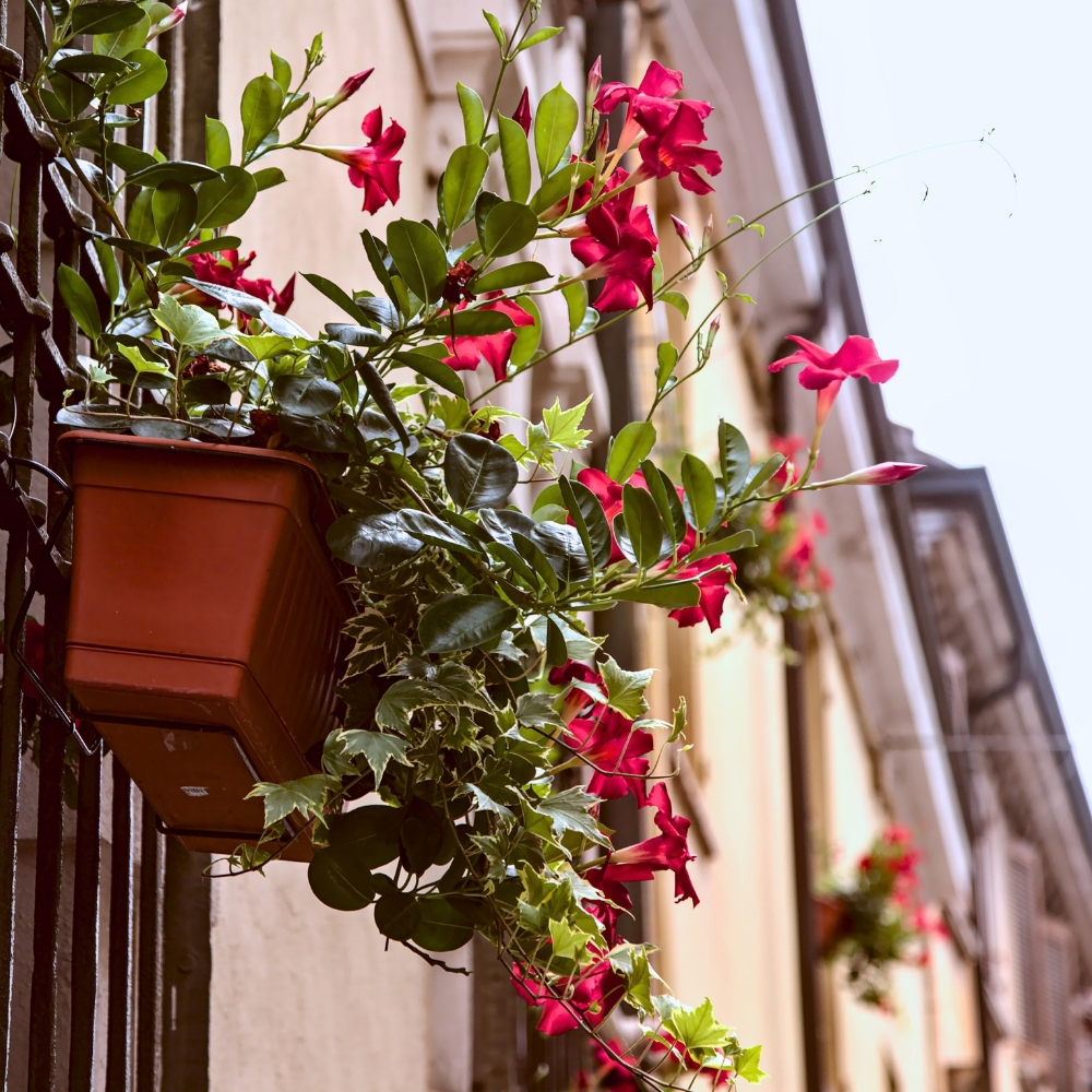 dipladenia balconni&egrave;re