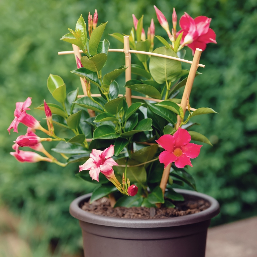 dipladenia pot