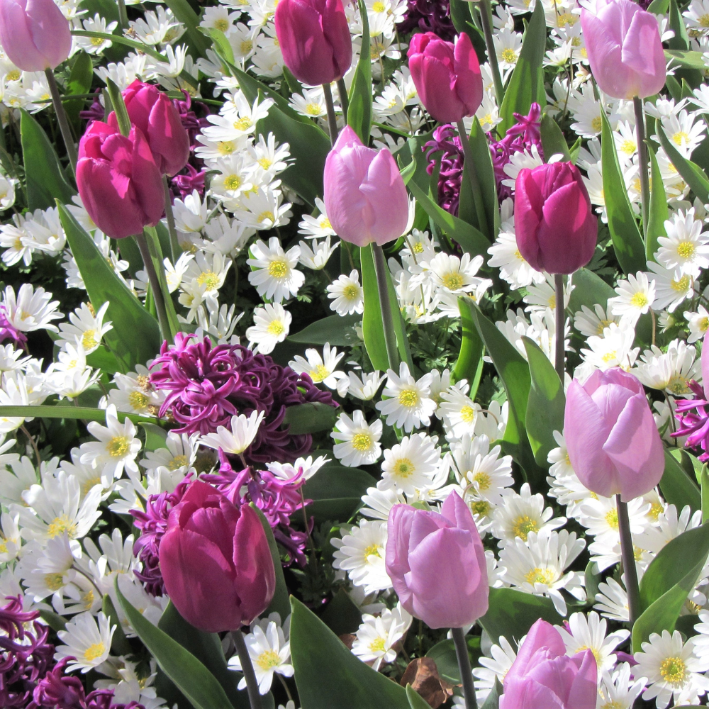 Tulipes-m&eacute;lange