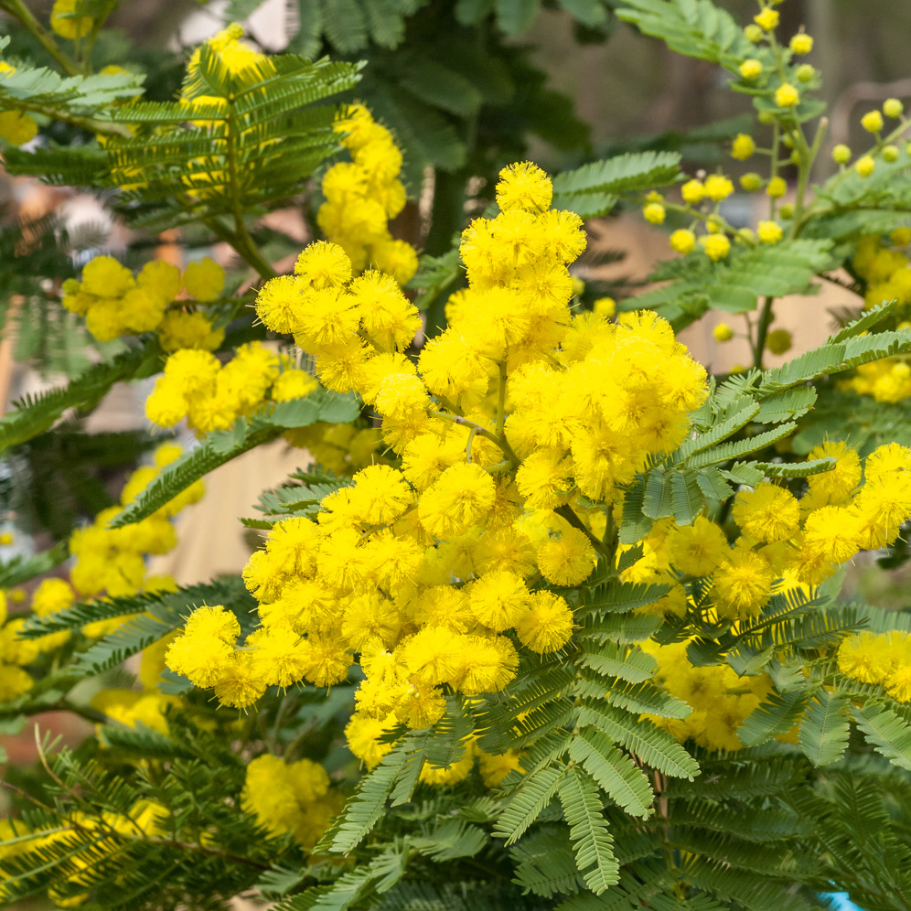 /media/wysiwyg/8327-MIMOSA-LE-GAULOIS-PM090084-1000.jpg