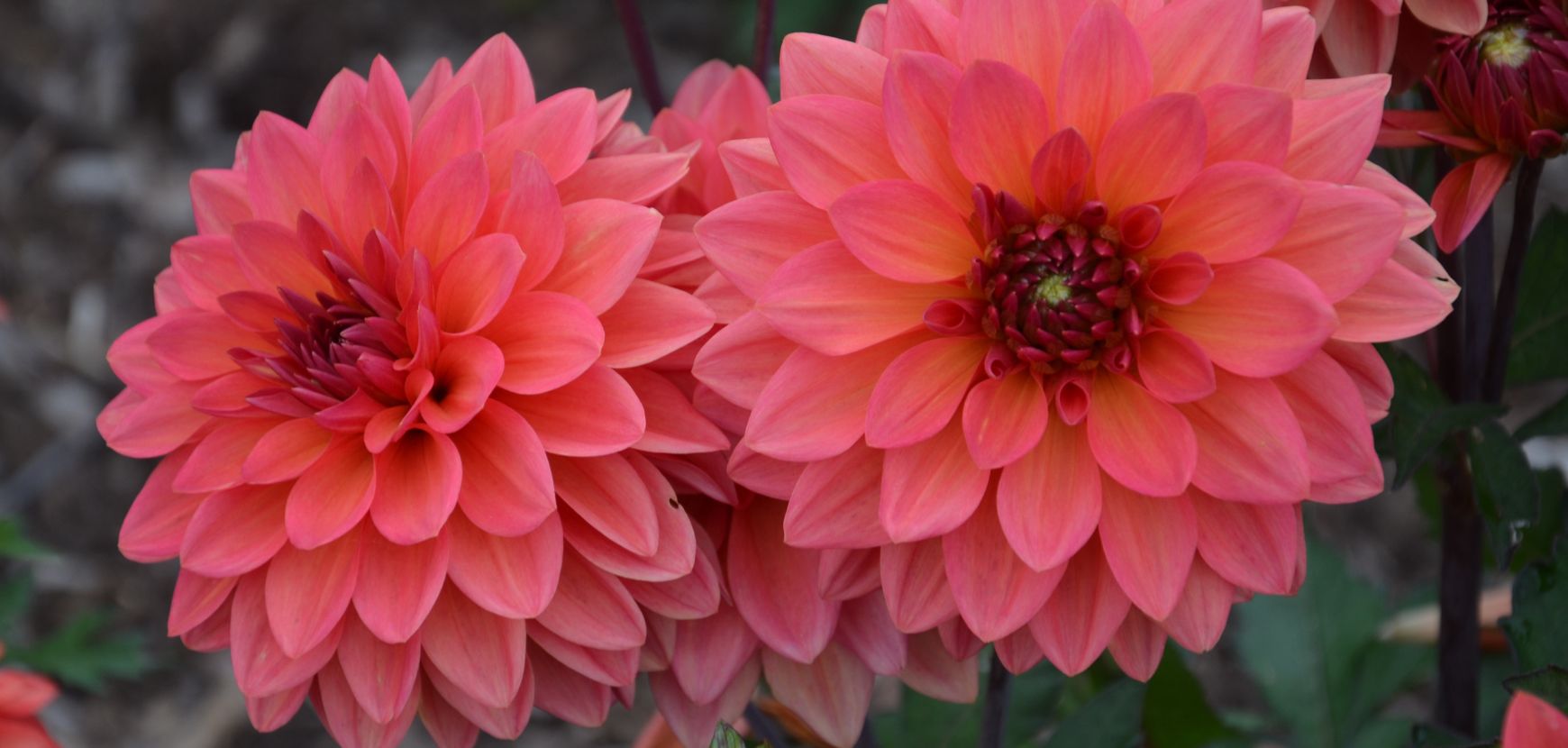 Misez sur les dahlias pour d&eacute;corer vos ext&eacute;rieurs cet &eacute;t&eacute; !