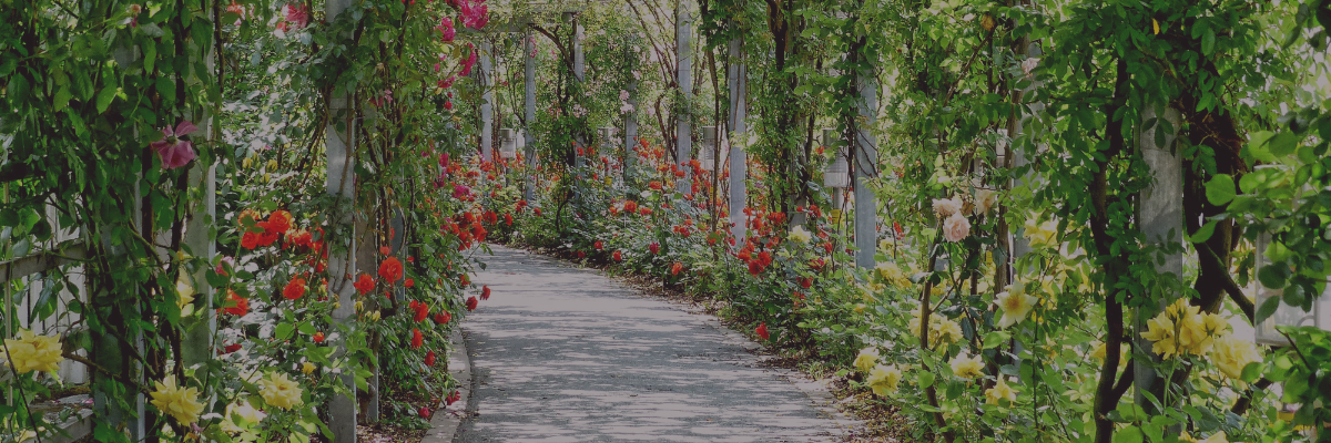 Sublimez et structurez votre jardin