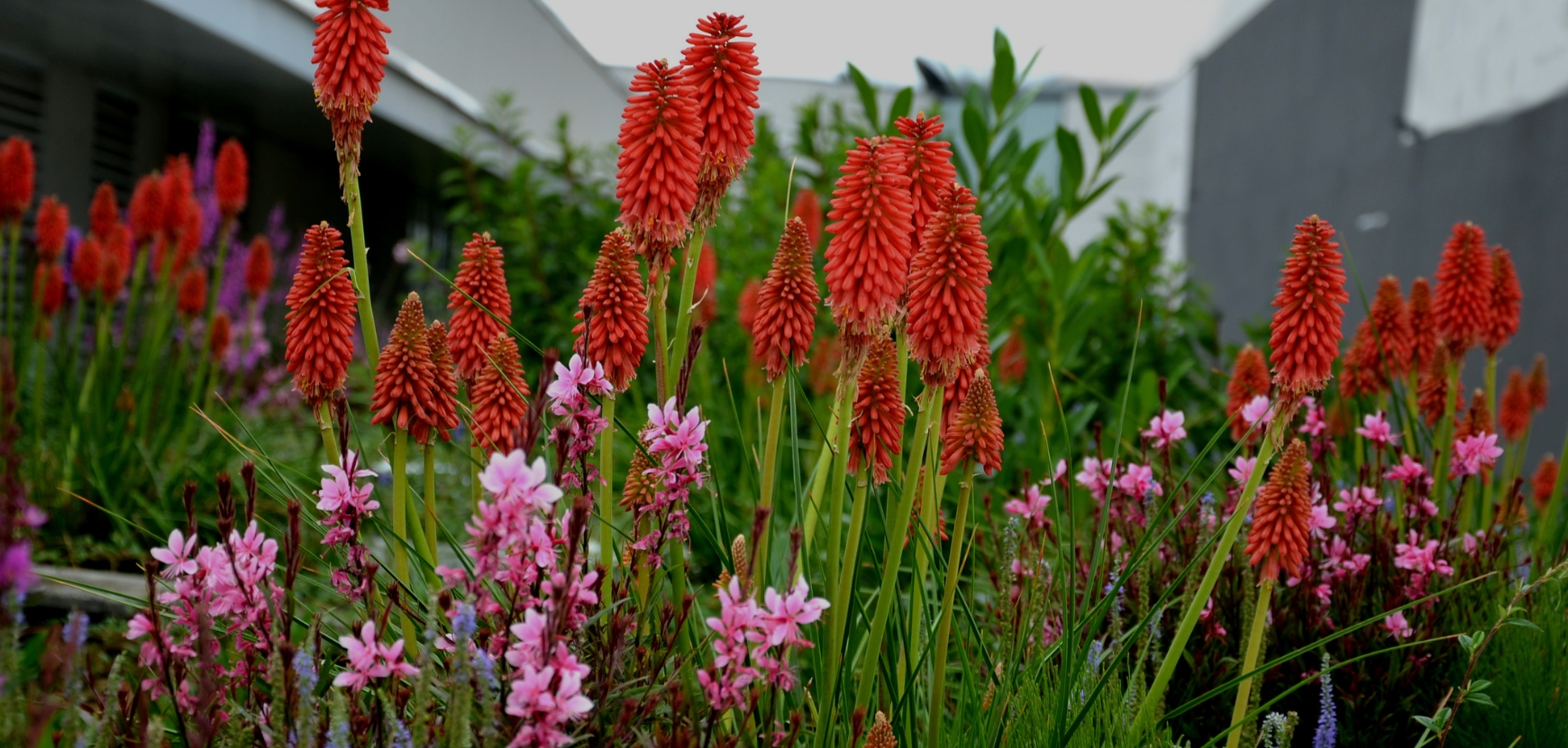 Un jardin &eacute;conome en eau et beau !