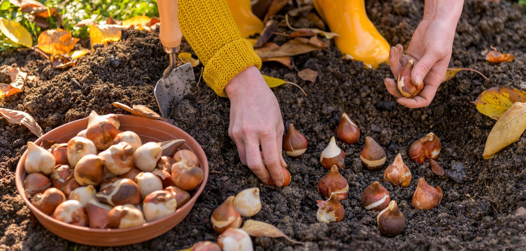 Bien planter les fleurs &agrave; bulbes d'automne