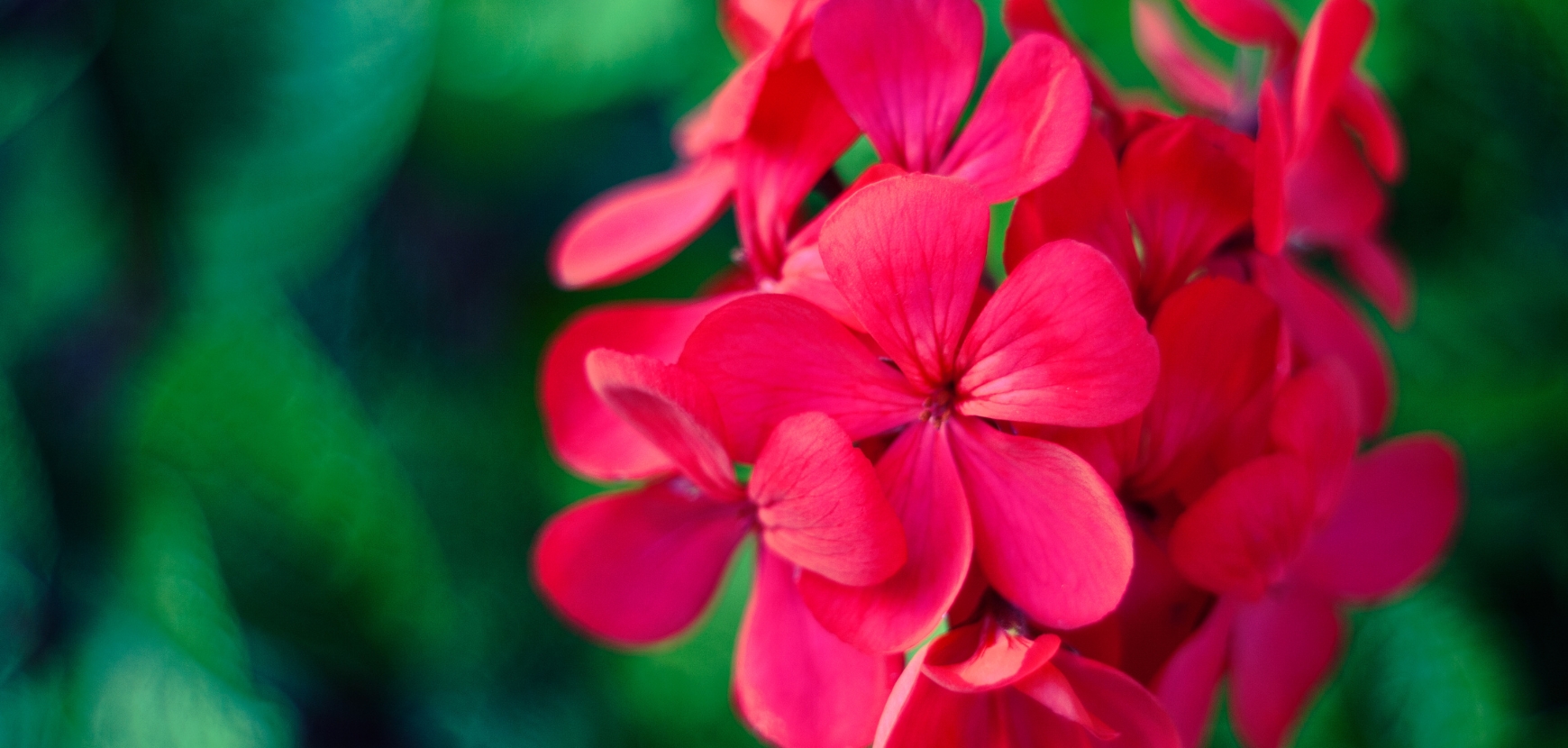 Les g&eacute;raniums, incontournables de tous vos espaces