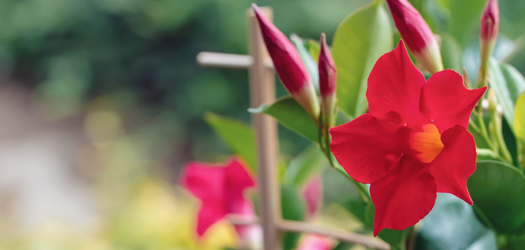 Les diplad&eacute;nias, des plantes polyvalentes et accessibles