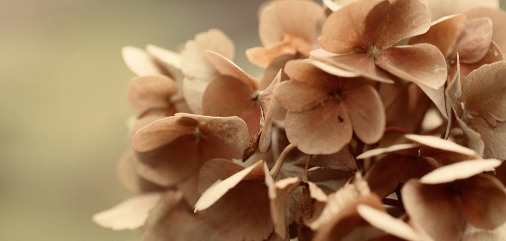 Cr&eacute;er un bouquet d'hortensias s&eacute;ch&eacute;s