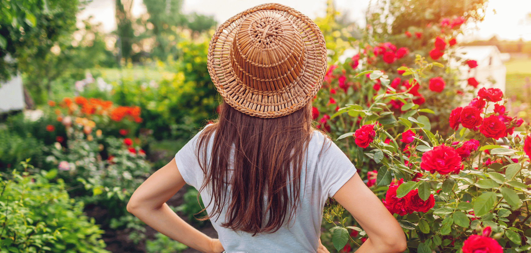 Programme fid&eacute;lit&eacute; Meilland Richardier