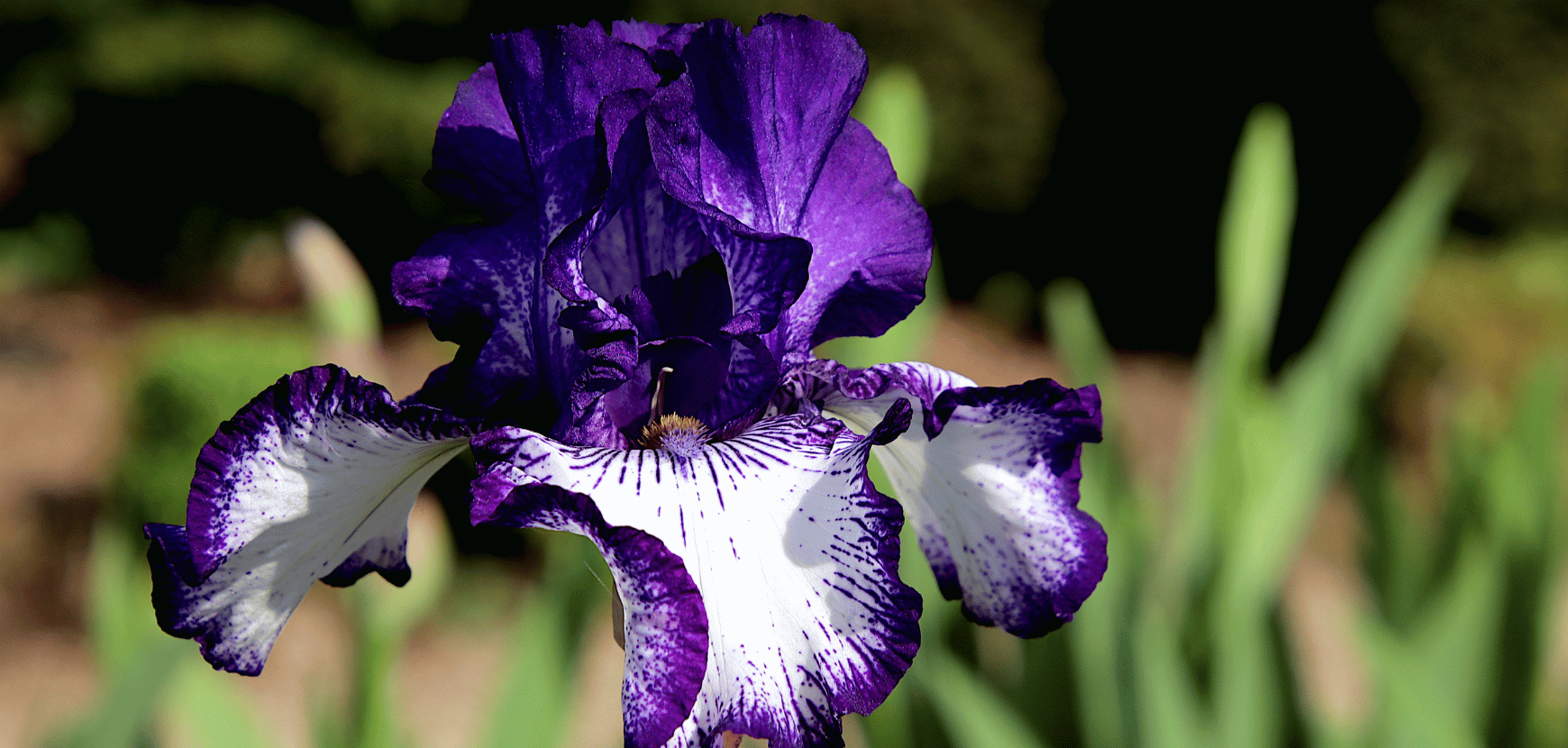 Iris germanica : conseils de plantation et entretien