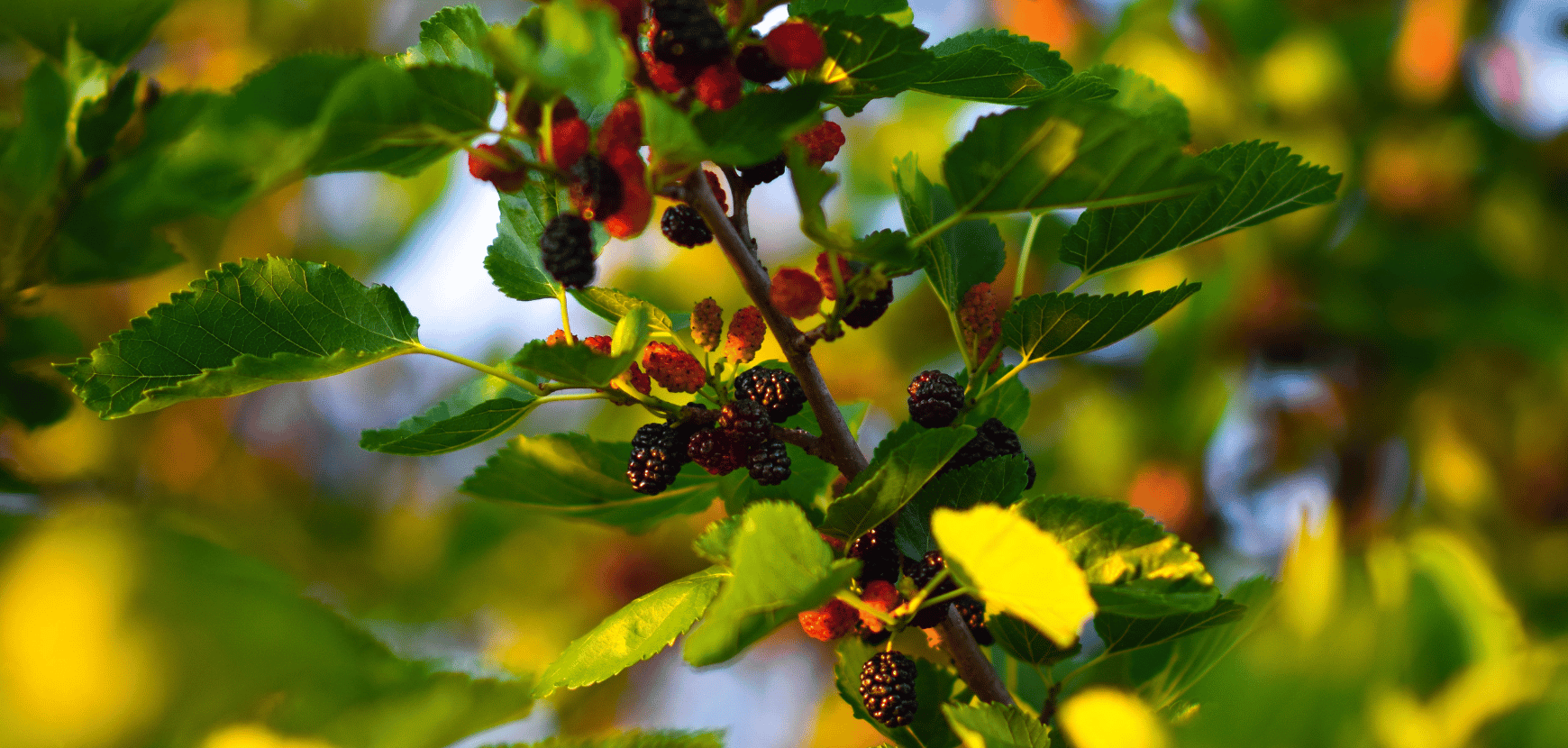 M&ucirc;rier : conseils de plantation et entretien
