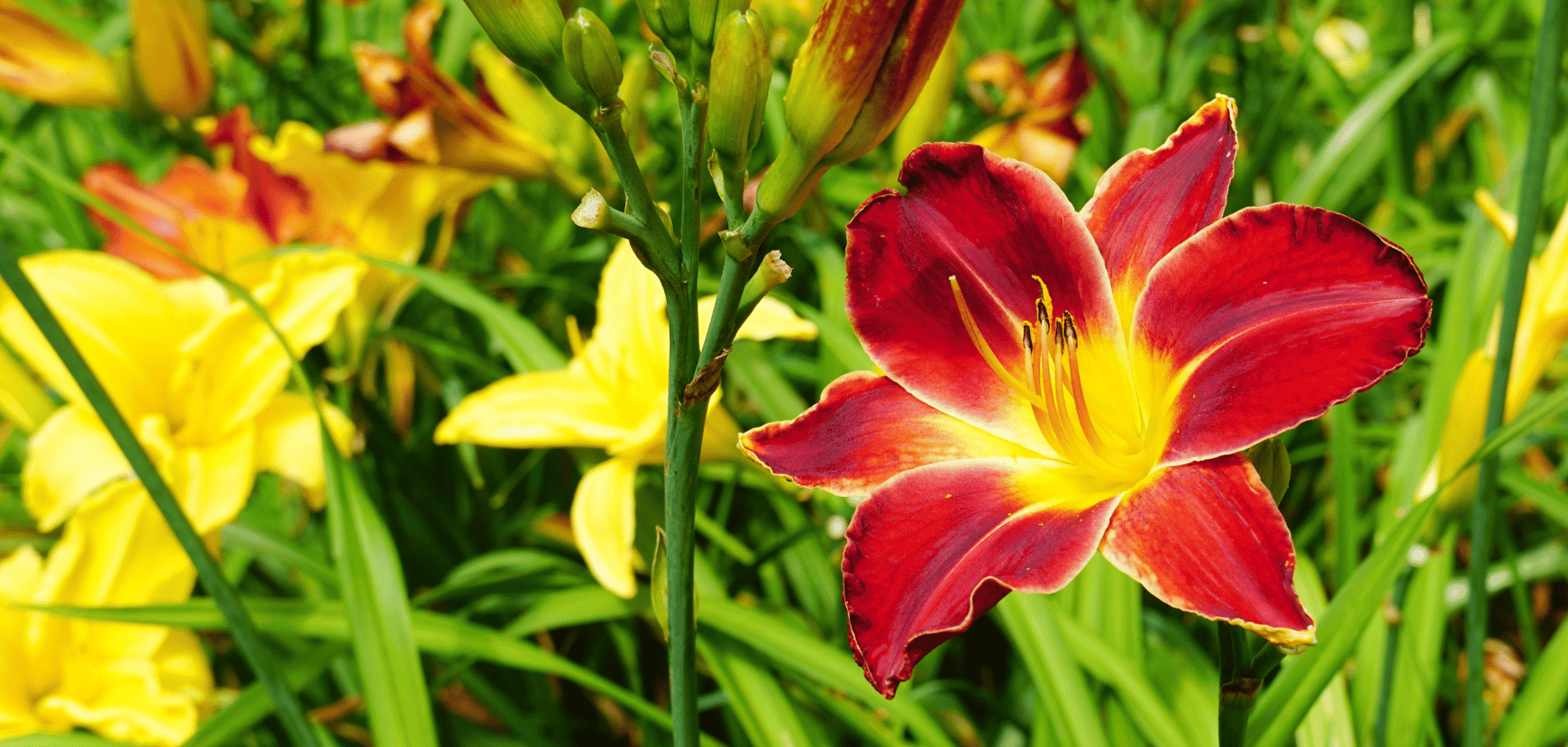 H&eacute;m&eacute;rocalle : conseils de plantation et entretien