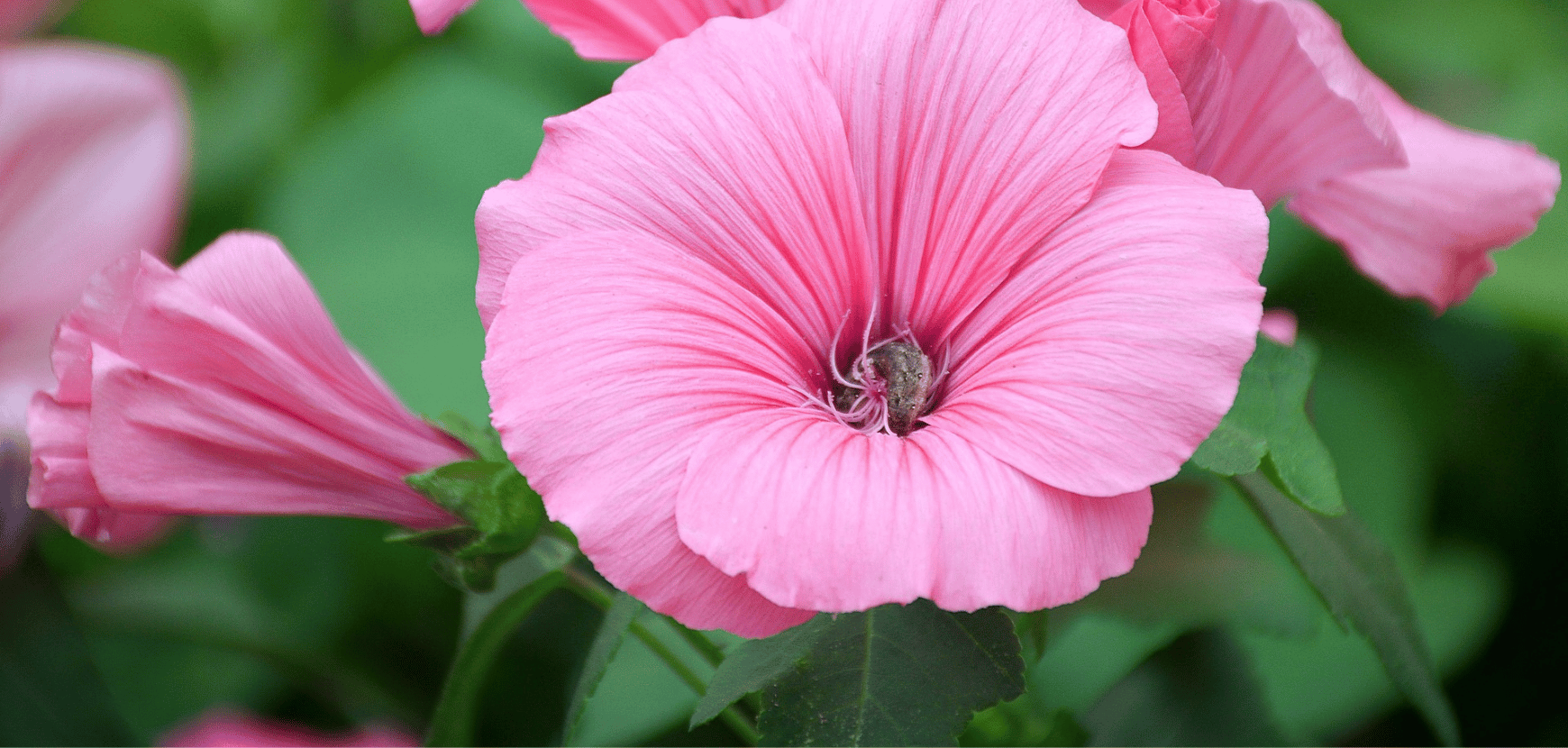 Lavat&egrave;re Arbustive : Conseils de plantation, taille et entretien