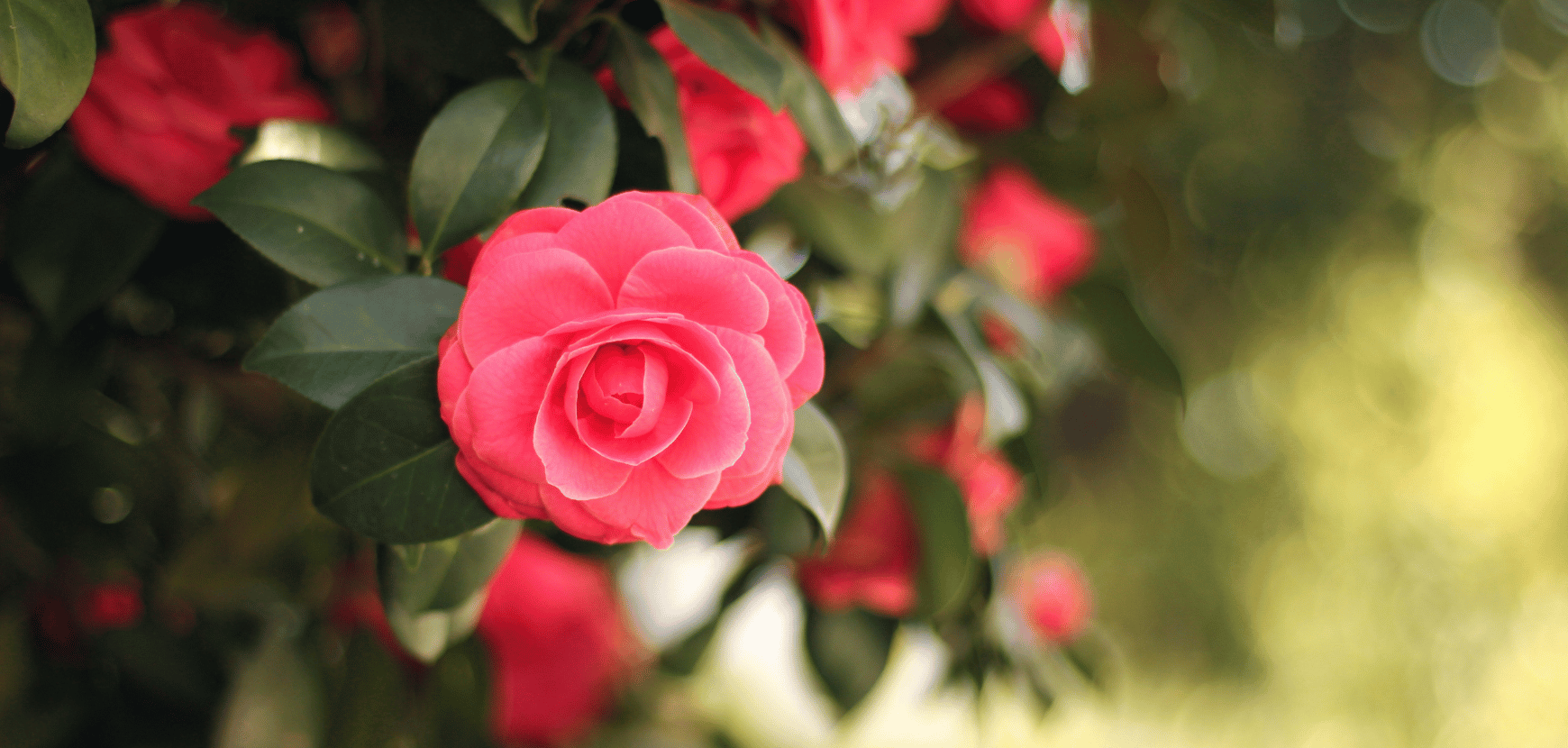 Cam&eacute;lia : conseils de plantation et entretien