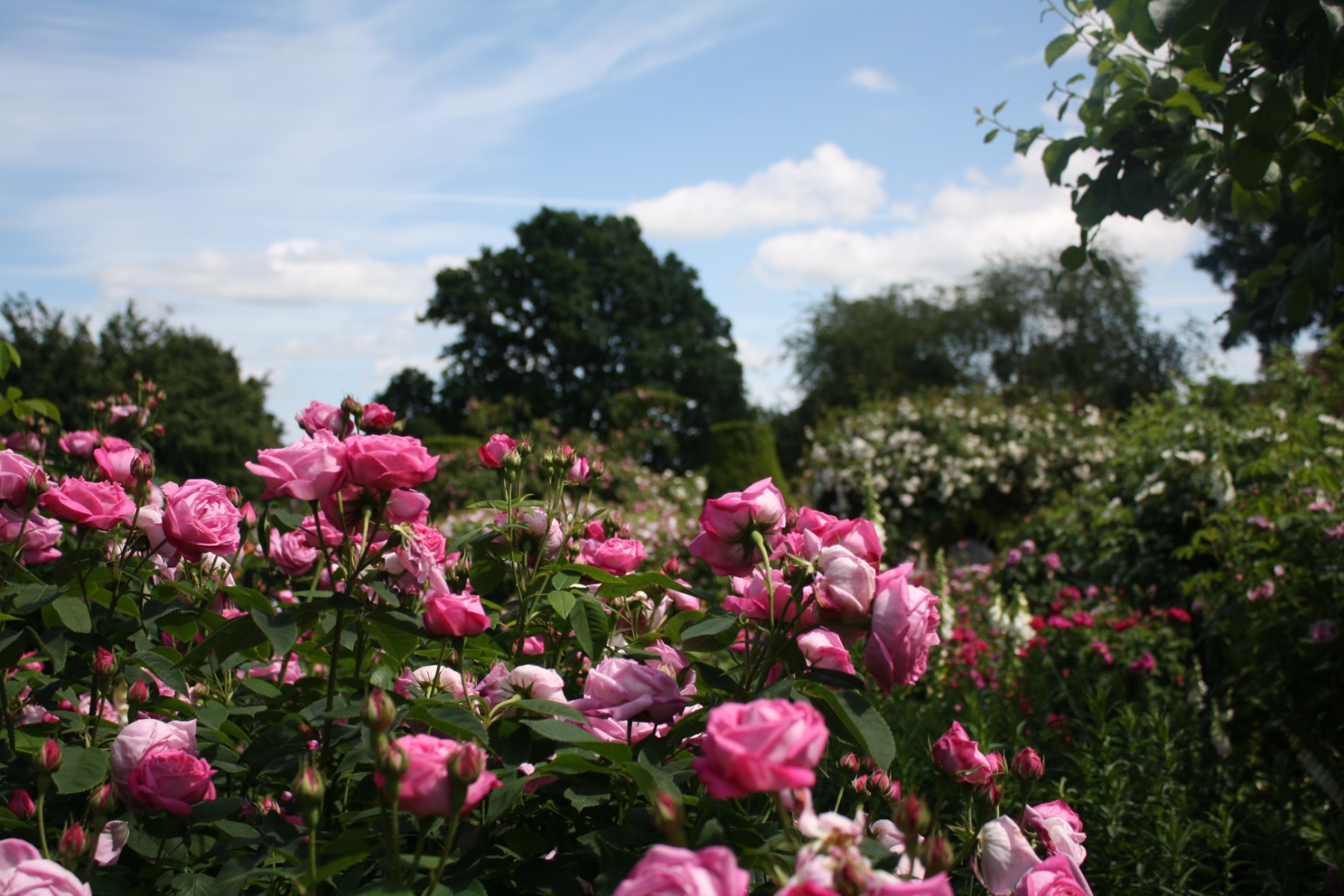 /media/wysiwyg/ambiance_jardin_roseraie_pixabay_gratuit_roses-2717687.jpg