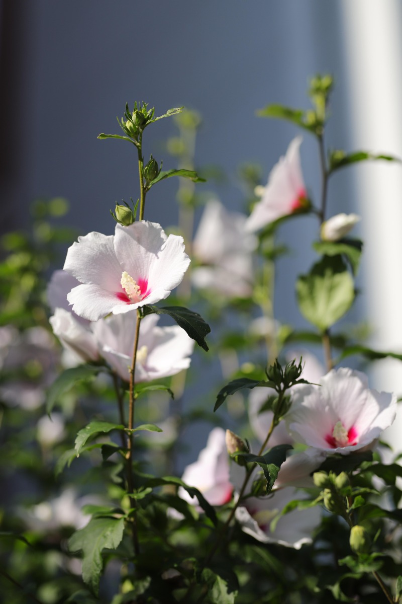 /media/wysiwyg/arbustes_hibiscus_syriacus_althea_ambiance_rose-of-sharon-6948850.jpg