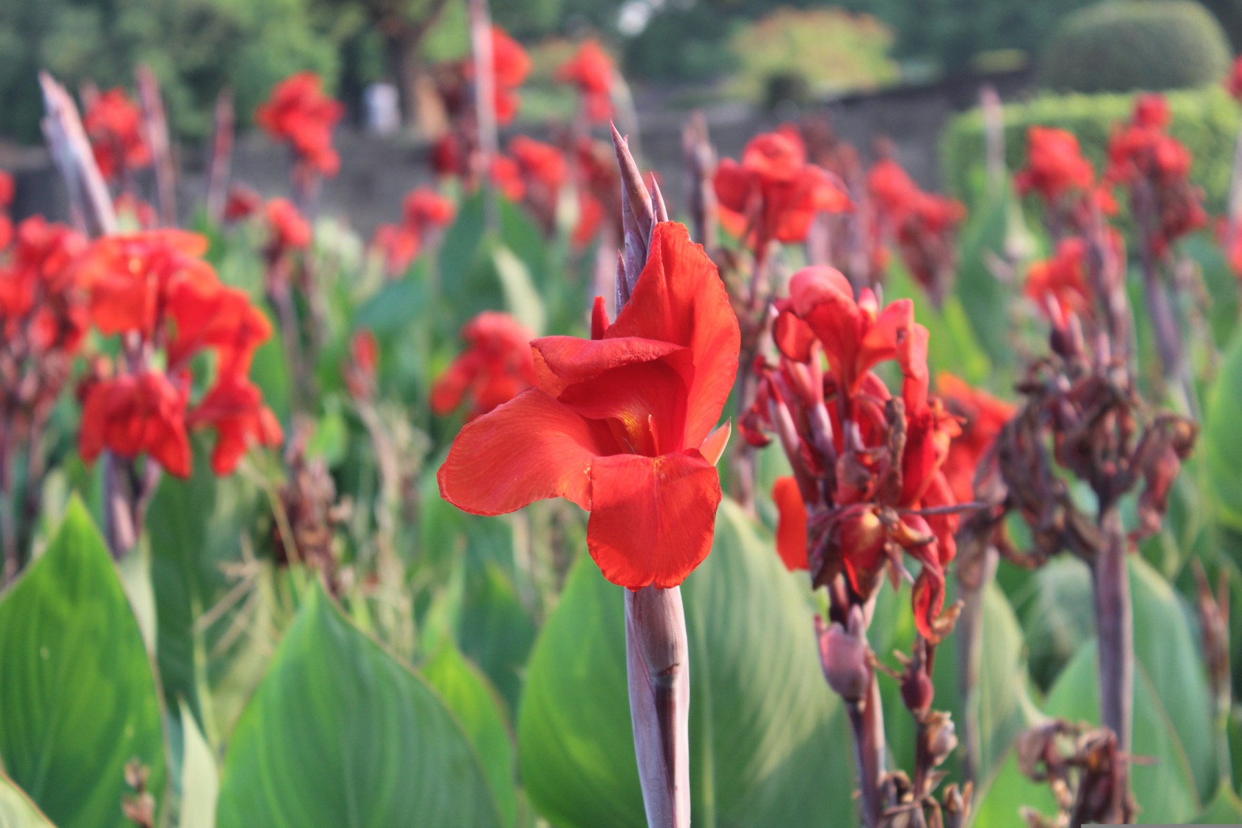 /media/wysiwyg/bulbes_cannas_rouges_pixabay_gratuit_flowers-3393313.jpg