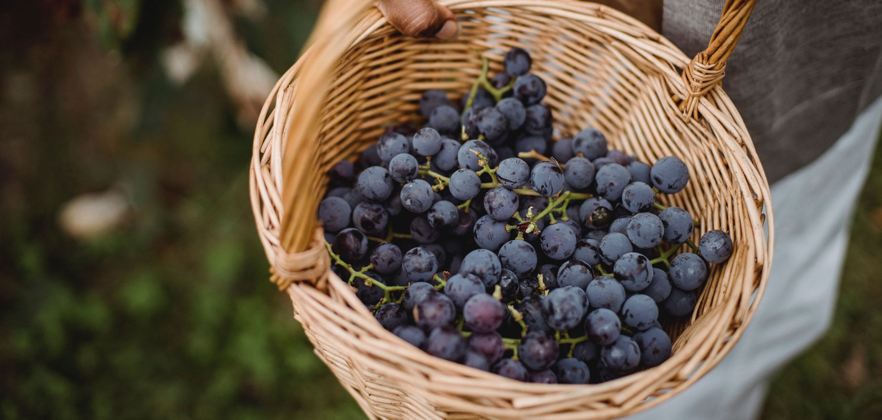 Nouveaut&eacute;s de la saison : les vignes Fragola
