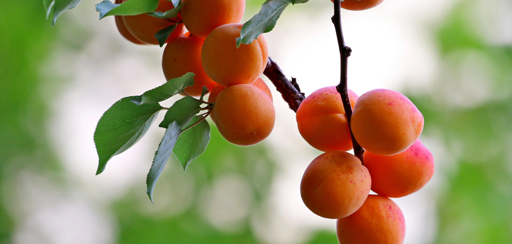 Abricotiers : conseils de plantation, taille et entretien