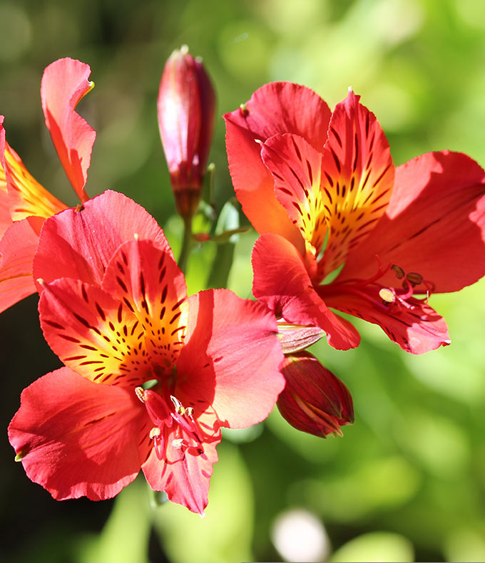 /media/wysiwyg/conseils-inspi/alstroemere/Conseils-Alstroem_res-Pixabay-peruvian-lily-4597646.jpg