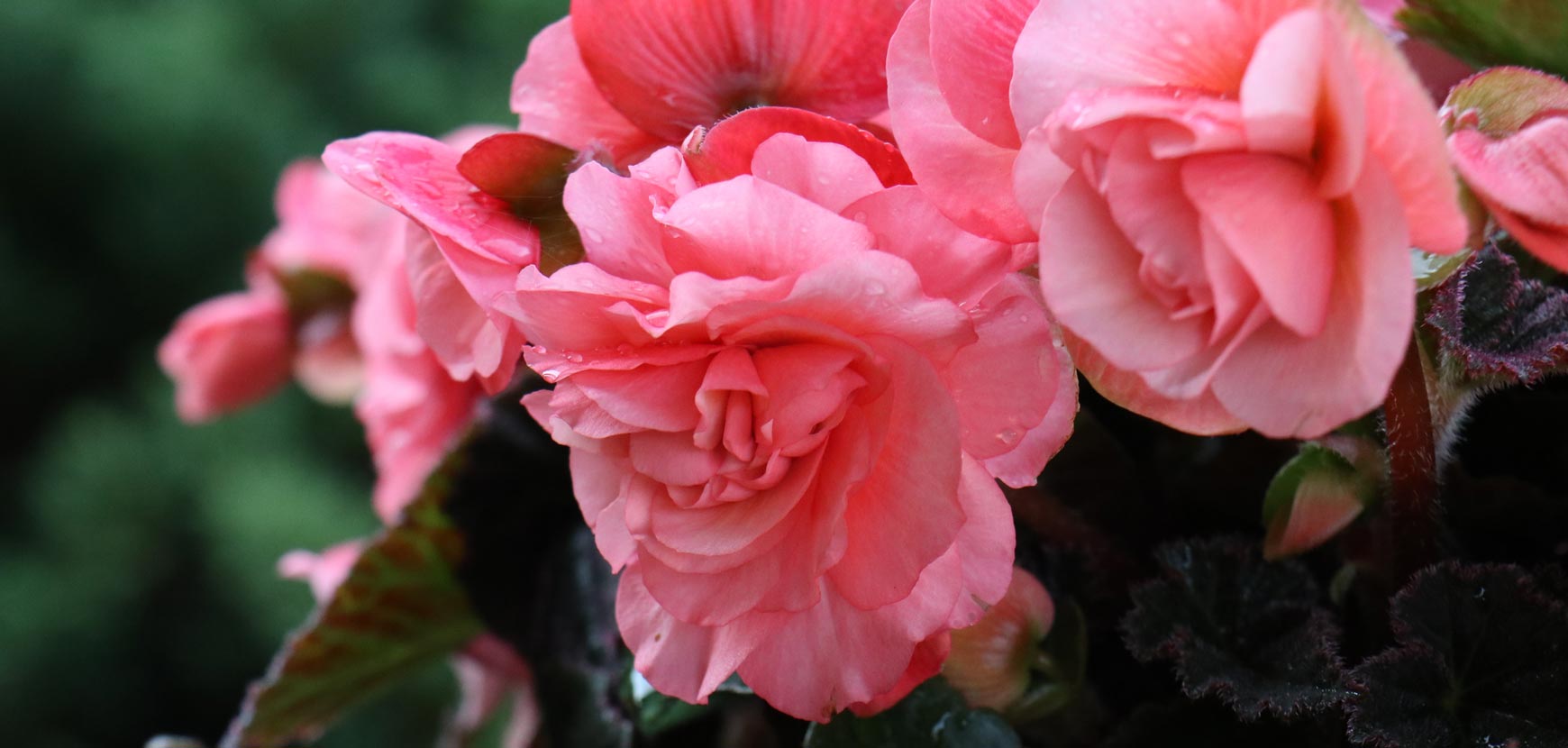 B&eacute;gonia : Conseils de plantation et entretien