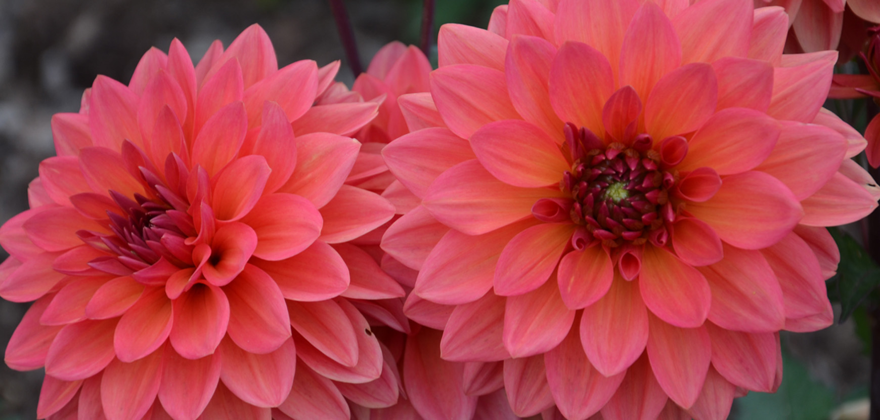 Bulbes : d&eacute;couvrez les nouveaut&eacute;s de cette saison !