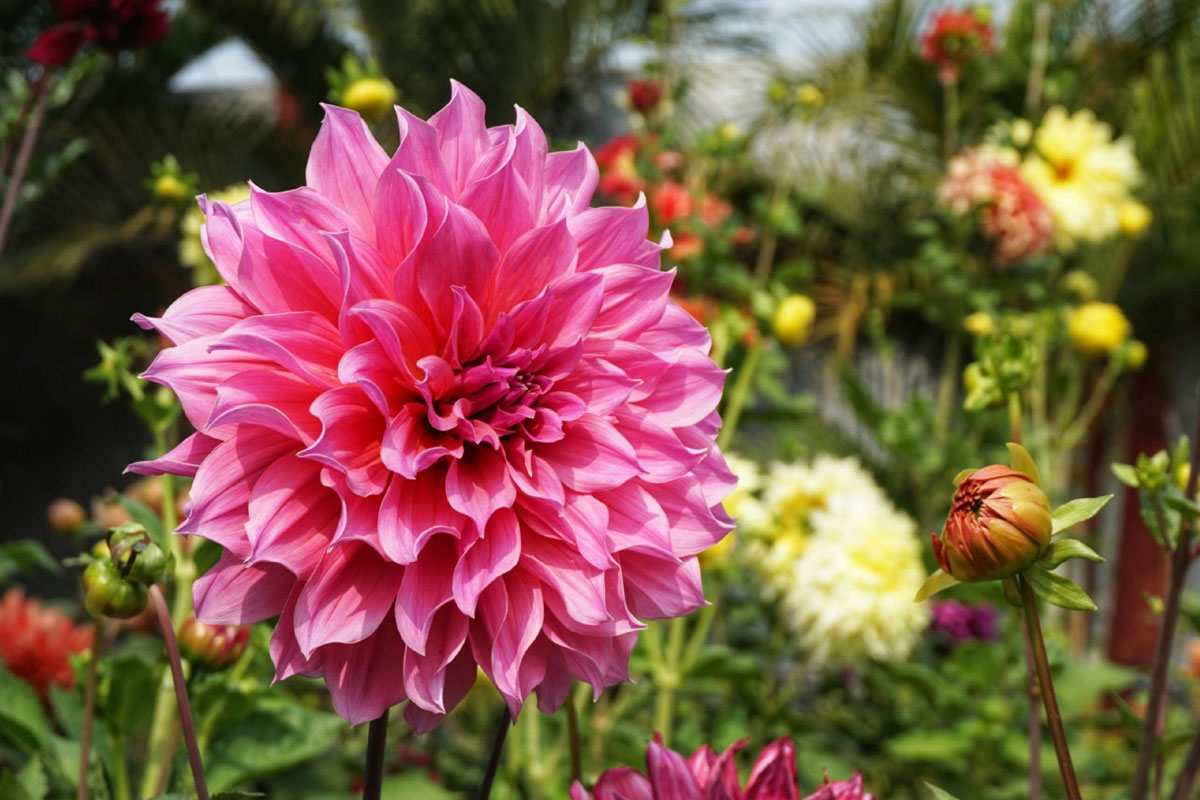 /media/wysiwyg/conseils-inspi/dahlias/dahliascarre1.jpg