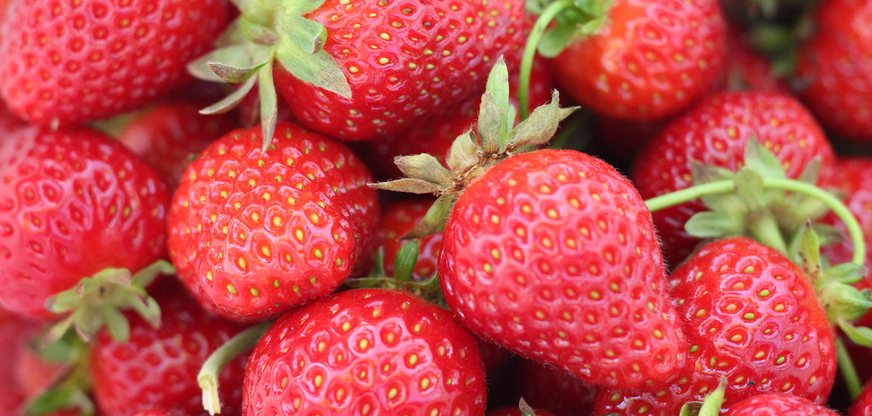 Fraisiers : comparatif de nos vari&eacute;t&eacute;s