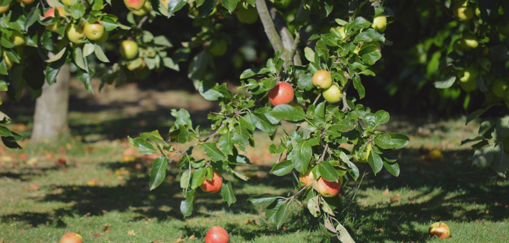 La demi-tige, tout comprendre sur cette forme de fruitier
