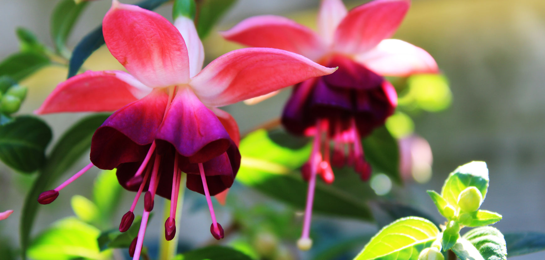 Fuchsia d&rsquo;&eacute;t&eacute; : Conseils de plantation et entretien
