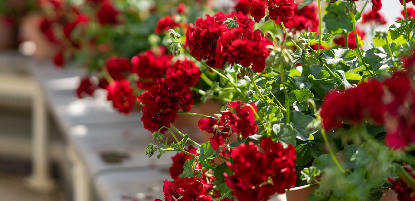 G&eacute;ranium lierre et zonale : Conseils de plantation et entretien
