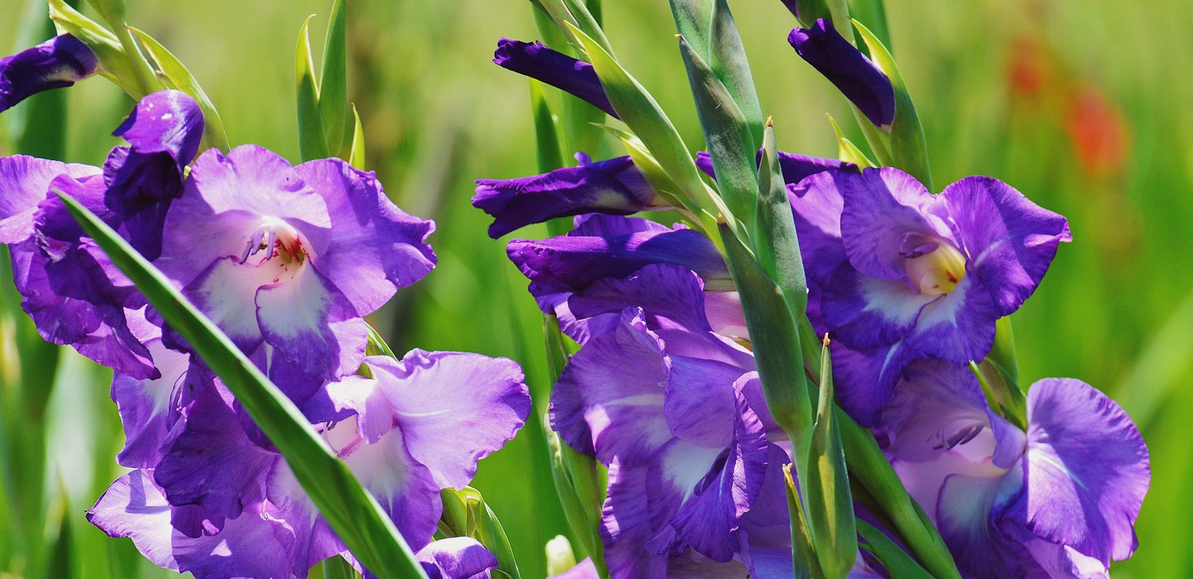 Le grand retour des gla&iuml;euls au jardin ! 