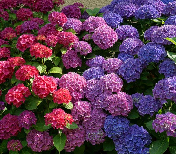 Hortensias color&eacute;s