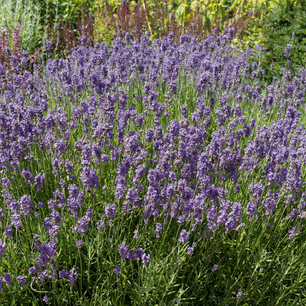 Lavande Thierry LesBleus