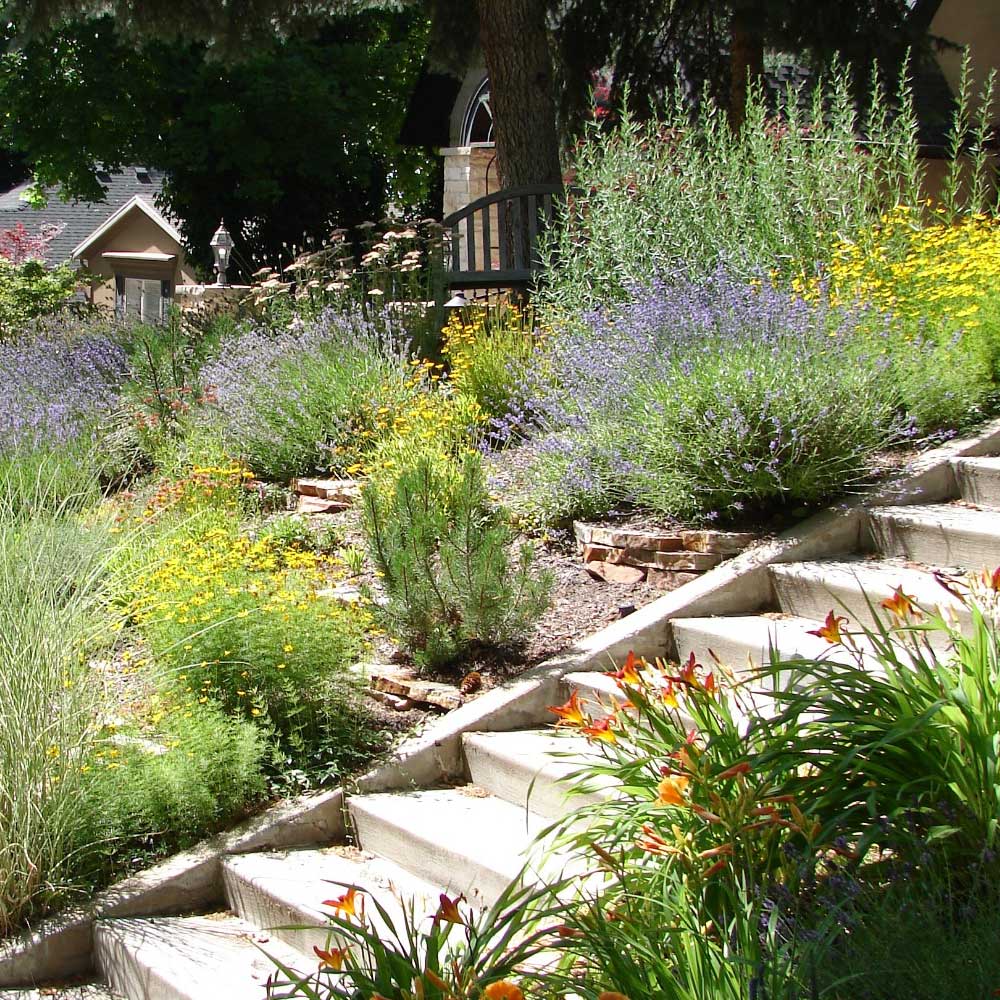 Inspiration xeriscaping