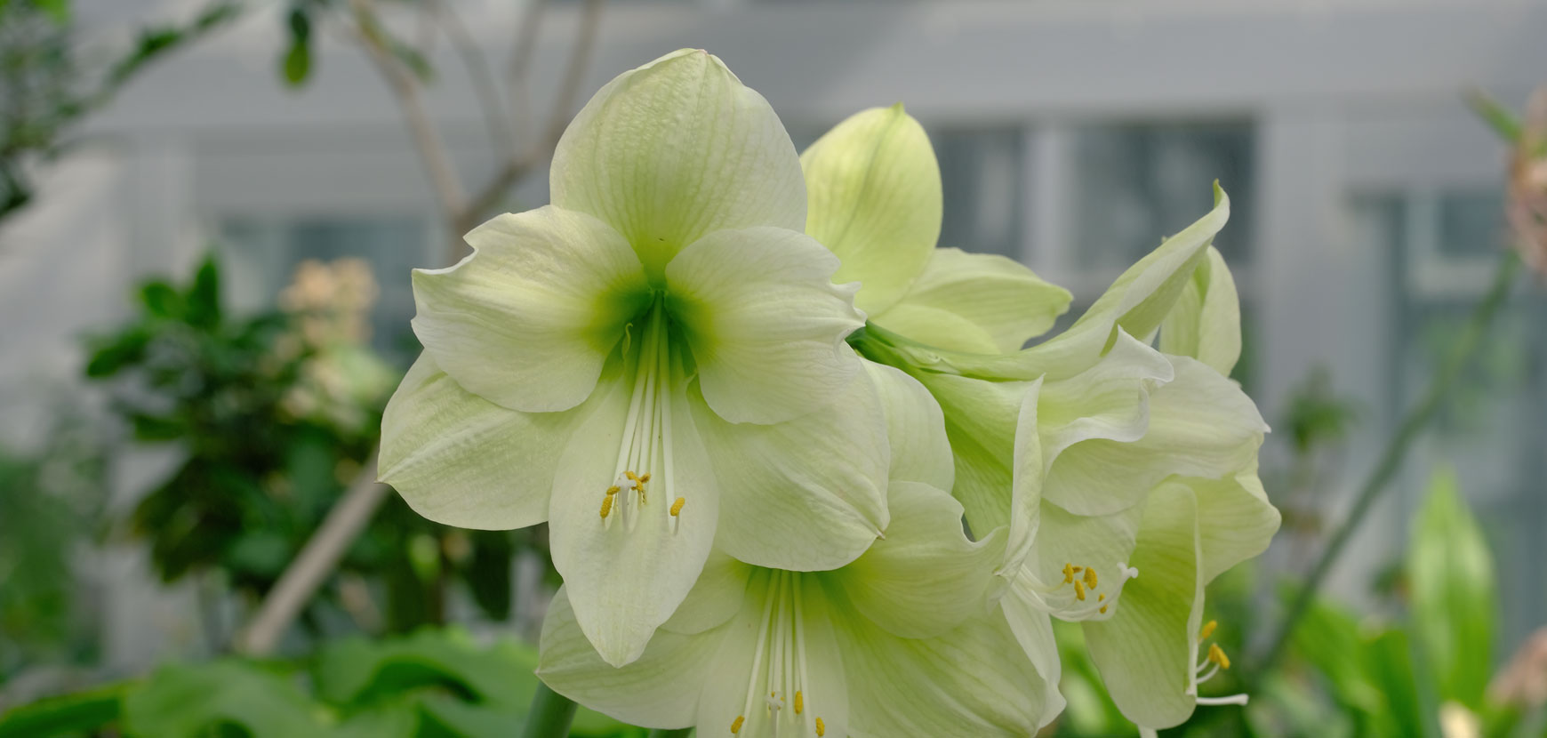 L'amaryllis, des fleurs spectaculaires en hiver 