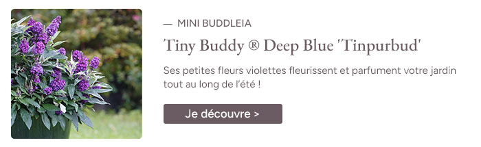 Mini Buddleia Davidii Tiny Buddy &reg; Deep Blue 