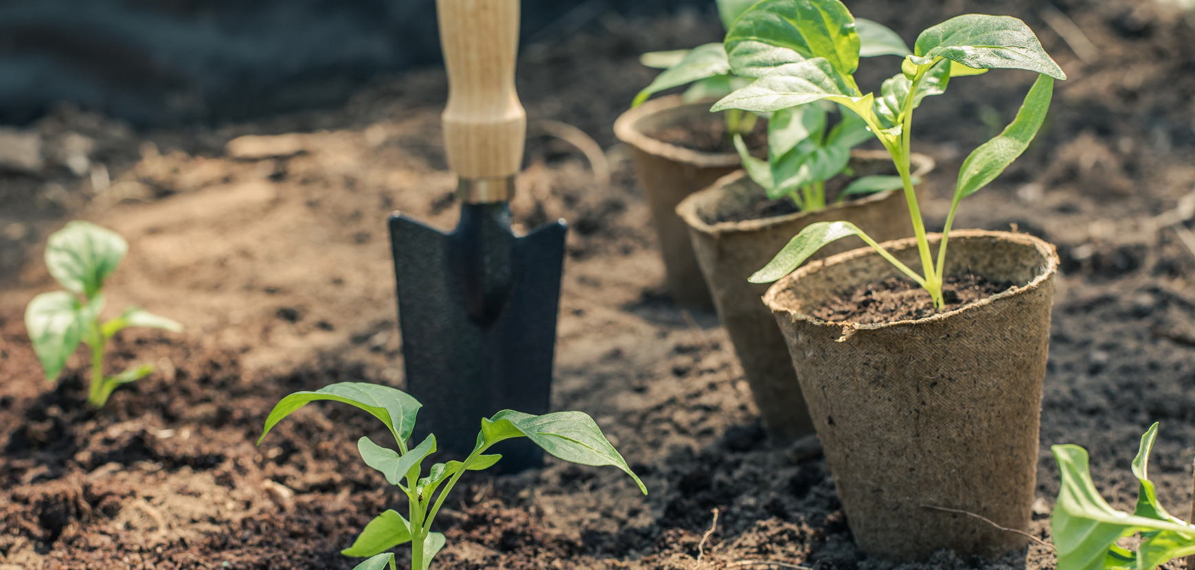 Avoir un beau potager facilement