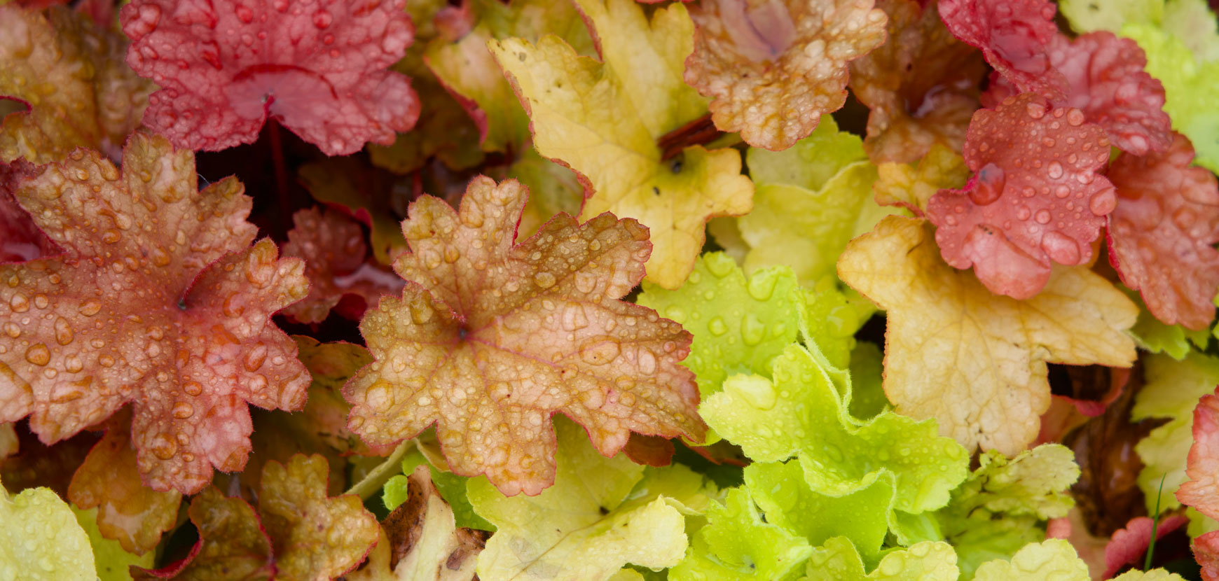 3 nouvelles heuch&egrave;res &agrave; d&eacute;couvrir : les feuillages stars des jardins !